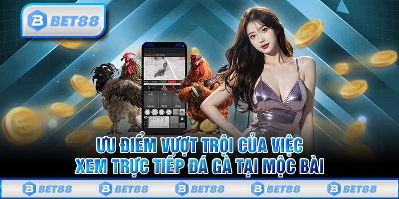 Tìm Hiểu Đá Gà Mộc Bài Và Những Điểm Nổi Bật Bạn Cần Biết 3 Những đặc điểm khiến đá gà Mộc Bài luôn được yêu thích